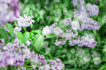 Spring background - a blooming branch of lilac on a defocused background.