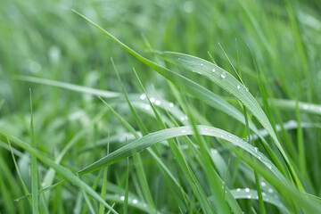 Natural background - drops of grass on green grass.