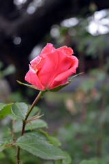 Beautiful bright bud of pink roses, beautiful and cute blooming roses against the background of green shrubs.