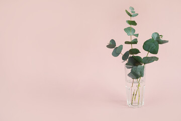 Natural eucalyptus plant twigs in glass vase on pink background. Home interior flowers