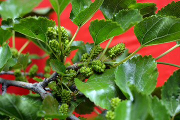 Green, not ripe mulberry fruits growing on a tree with green leaves, located on a red bright...
