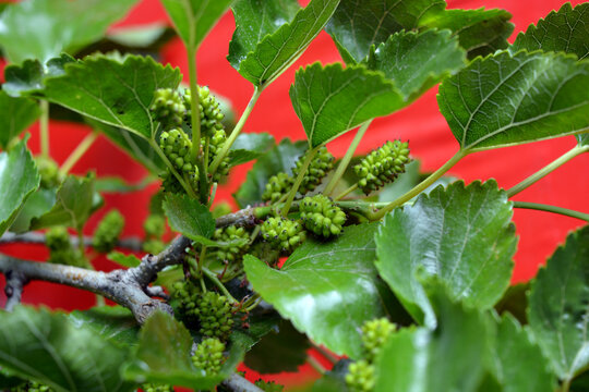 Green, not ripe mulberry fruits growing on a tree with green leaves, located on a red bright background.