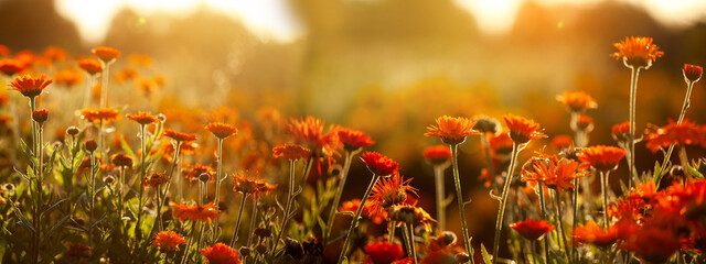 Flowering orange flowers in the garden in sunny day. Abstract Natural summer background with soft blurred focus on sunset.