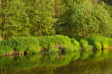 Landscape - forest, river and banks covered with green grass.