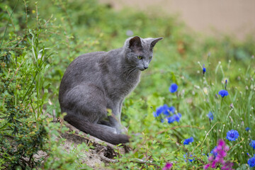 Katze sitzt im grünen, 11. Juni 2022, Kassel / Hessen / Deutschland, Foto: Karsten Socher Fotografie / www.KS-FOTOGRAFIE.net - Fotograf in Kassel