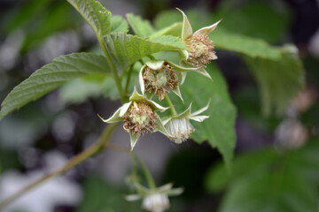 Young bushes of flowering raspberries, inflorescences, the period when berries are formed on raspberry bushes.