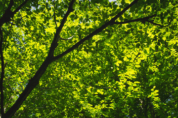 green leaves background