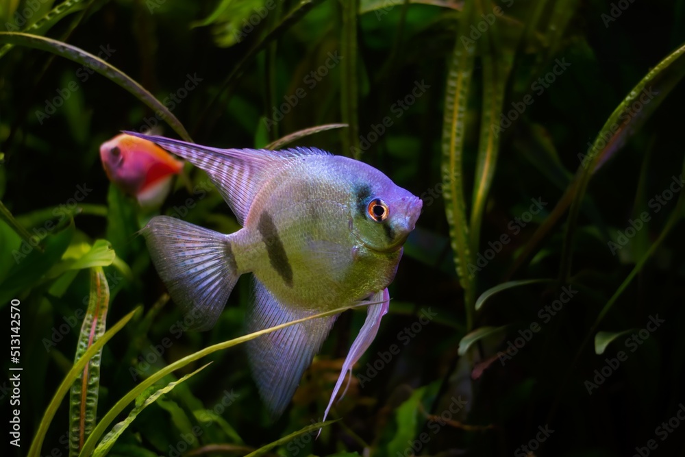 Canvas Prints white artificial breed angelfish in planted aquarium, ornamental fish in magnificent aquascape of planted aquadesign, popular easy pet for beginners, low light blur background, high quality pet shop