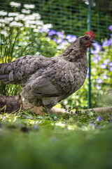 SILVERUDDS BLÅ Hennen