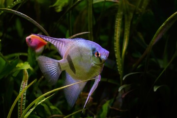 white artificial breed angelfish in planted aquarium, ornamental fish in magnificent aquascape of...