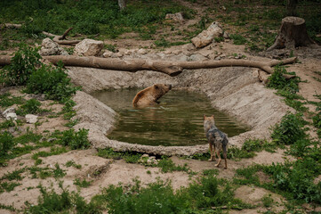The brown bear bathes in the lake. Bear bathes in the pond
