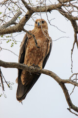 Tawny Eagle, Kruger National Park, South Africa