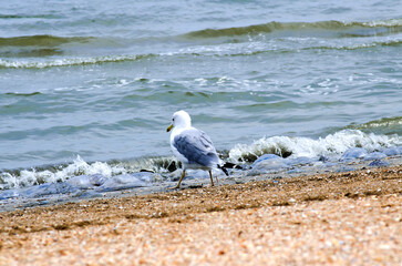 Seagull on the sea in search of food