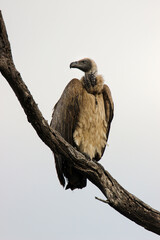 White-backed Vulture, Kruger National Park, South Africa