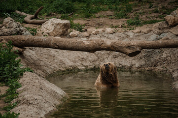 The brown bear bathes in the lake. Bear bathes in the pond