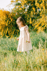 Fototapeta premium Cute toddler girl with long hairs wear casual dress walking, runing in field with green grass and blooming trees with yellow flowers.