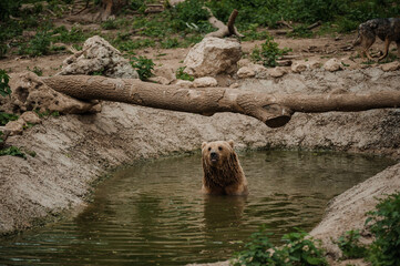 The brown bear bathes in the lake. Bear bathes in the pond