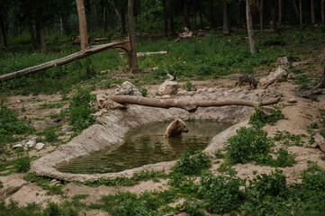 The brown bear bathes in the lake. Bear bathes in the pond