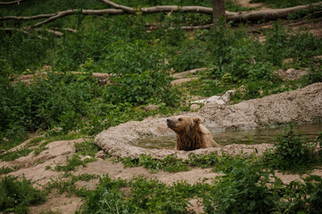 The brown bear bathes in the lake. Bear bathes in the pond