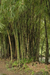 footpath in the forest