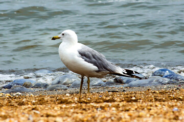Seagull on the sea in search of food