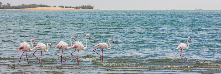 Flamingos Walvis Bay Namibia
