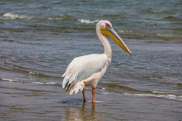 Pelican Walvis Bay Namibia