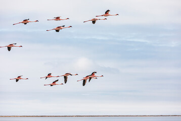 Flamingos Walvis Bay Namibia