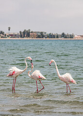 Flamingos Walvis Bay Namibia