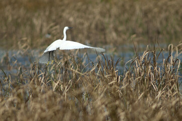 Little egret Egretta garzetta taking flight. Oiseaux du Djoudj National Park. Saint-Louis. Senegal.