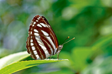 butterfly on leaf