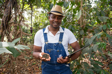 African farmer in his coffee plantation with coffee beans in his hand and a tablet.