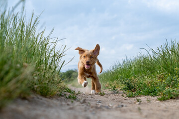Naklejka premium Nova Scotia Duck Tolling Retriever - Fiete I