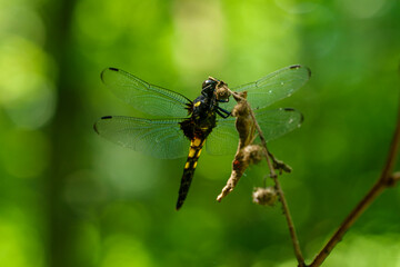 森の中の蜻蛉