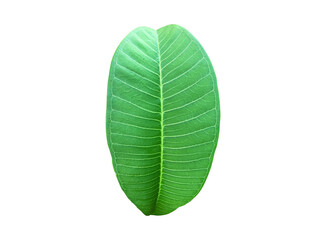 Obraz premium isolated fresh and green leaf of plumeria plant with clipping paths.