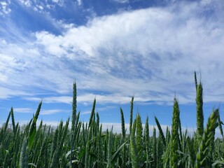 nature, flowers, plants, sky, landscape, flora