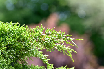 A branch of thuja in the forest and green trees in the background.