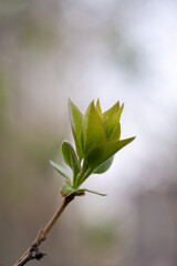Fototapeta premium A branch with young leaves in natural conditions in spring.