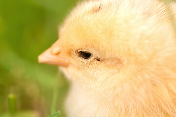 head of a yellow chicken close up on a green background