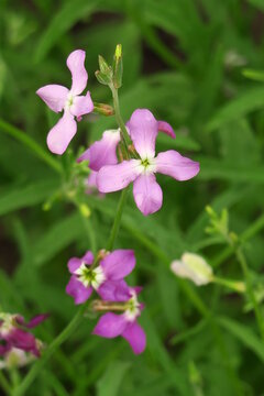 pale lilac Matthiola grows in the garden. cultivation of flowers concept