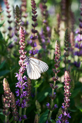 Blooming purple basil flowers with a butterfly on the background.
