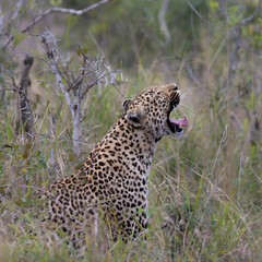 leopard yawning in the wild
