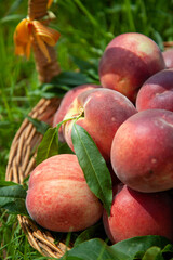 Panier de pêches nectarines bio du Roussillon.