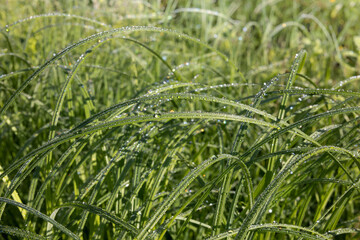 Morning dew on long green grass