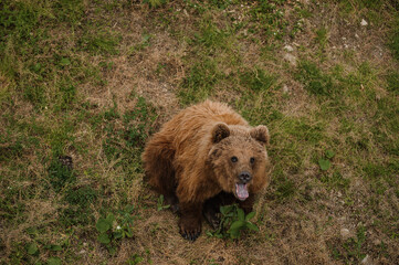 Bear sits on the ground in the forest