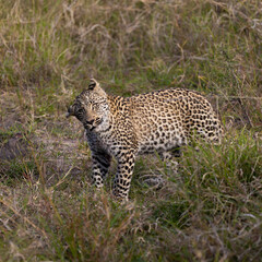 a leopard cub in the wild