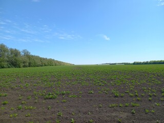 nature, flowers, plants, sky, landscape, flora