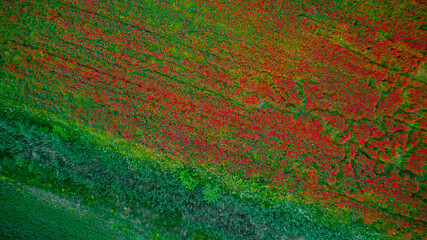 Field with poppies, rapeseed, cornflowers, wheat and rye. Beautiful flowers and spring nature composition. Poppy field.
Aerial view, drone footage. 