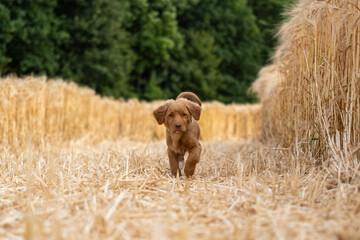 Nova Scotia Duck Tolling Retriever - Fiete VI