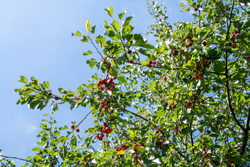 Fototapeta na wymiar Kirschbaum bei strahlendem Sonnenschein an einem Sommertag mit blauem Himmel